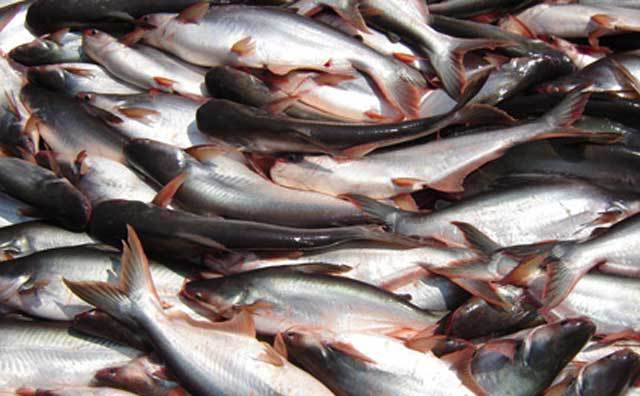 опасность употребления рыбы в пищу